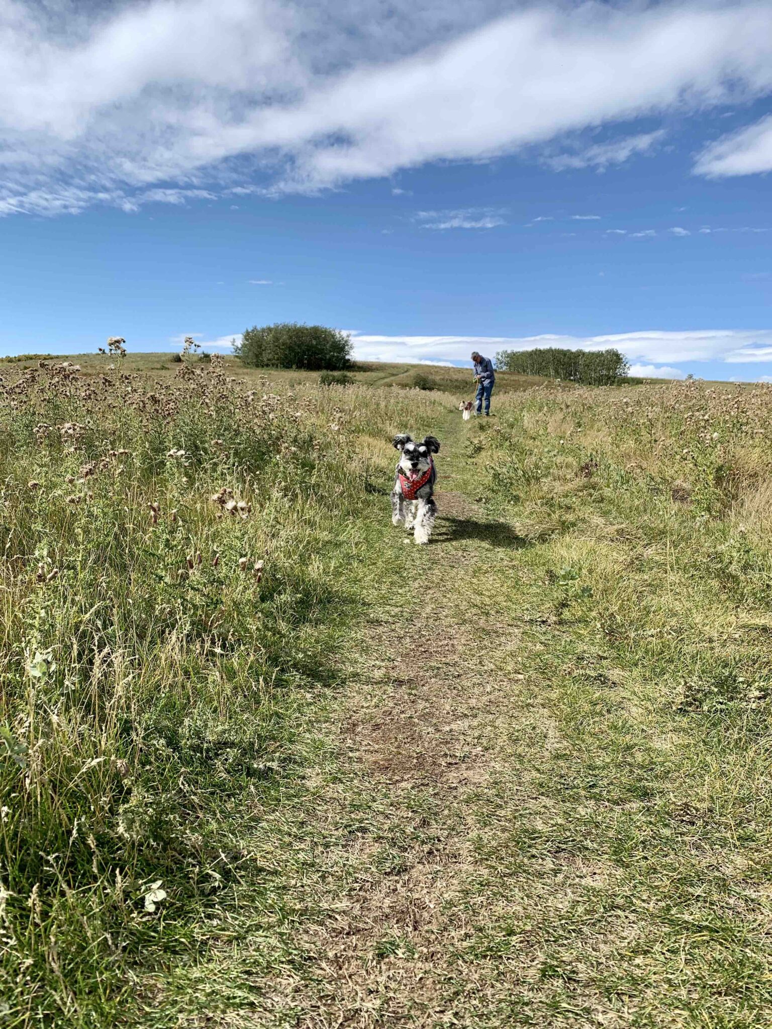 秋の気配、感じてきました。Calgary Nose Hill Parkより フツウの暮らし from Canada